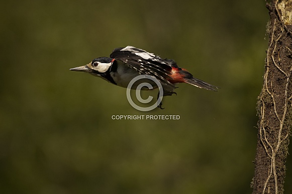 Great Spotted Woodpecker in Flight