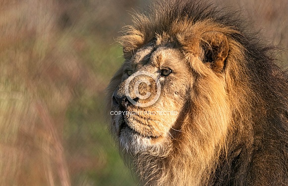 Asiatic Lion Side Profile