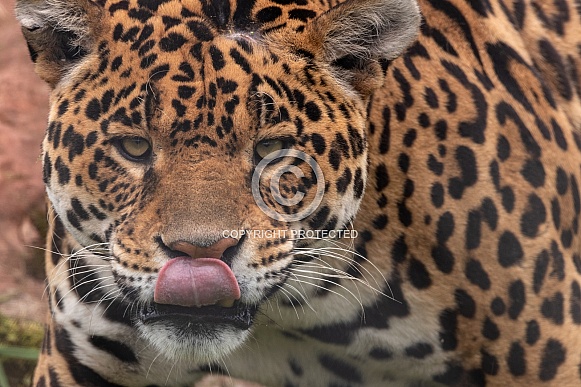 Jaguar Close Up Licking Lips