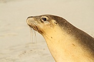 Fur Seal Head shot