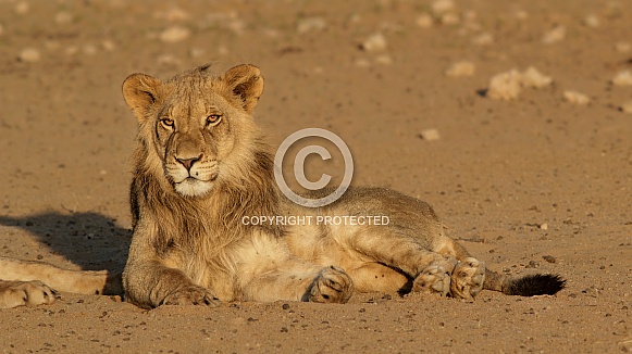 Juvenile Male Lion
