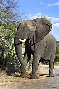 African Elephant - Zimbabwe