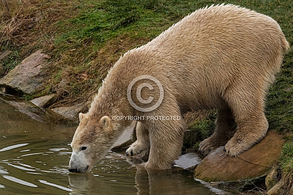 Polar bear drinking