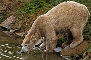 Polar bear drinking