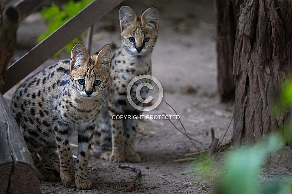 two serval kitten