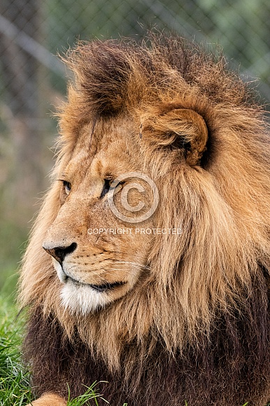 African Lion Male Side Profile