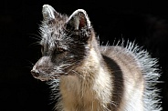 Artic Fox (Summer Coat)