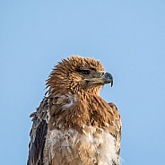 Juvenile Tawny Eagle