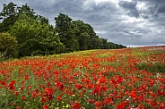 Country meadow of wild flowers - Yorkshire -England