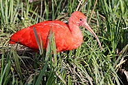Scarlet ibis (Eudocimus ruber)