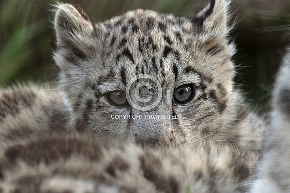 Snow Leopard Cub Peeping Over Fur