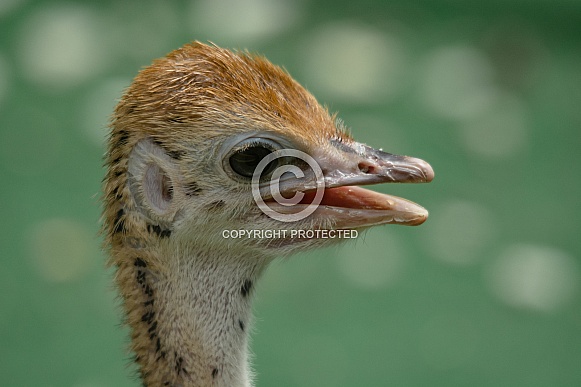 North African red-necked ostrich