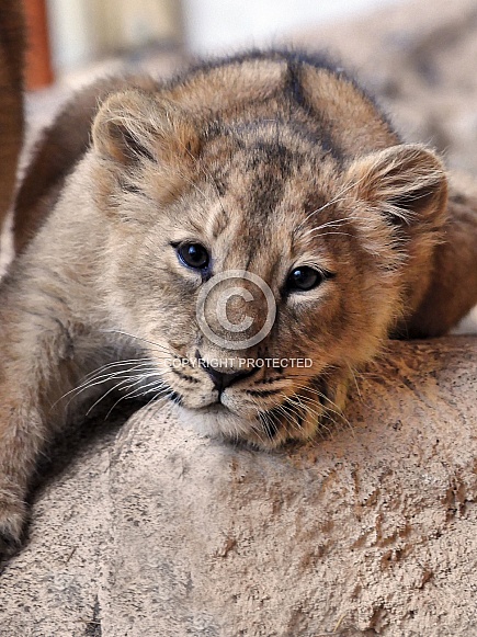 Asian Lion Cub