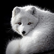 Arctic Fox-Winter Fox