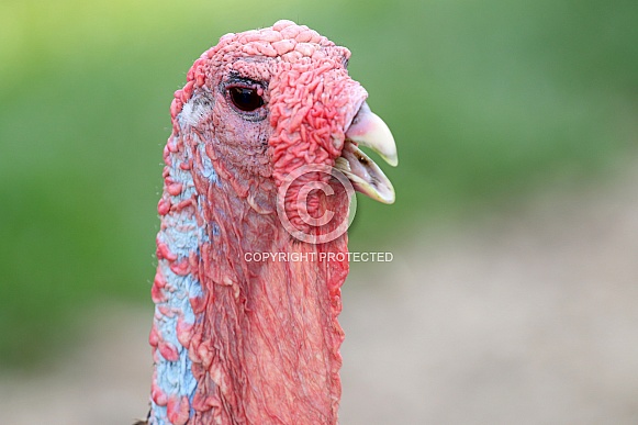 close up of the head of a turkey