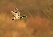 Mallard Duck in Flight