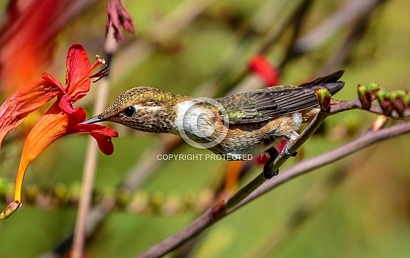 Hummingbird-Easey Peasey Sipper