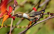 Hummingbird-Easey Peasey Sipper