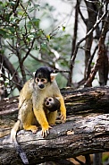 black-capped squirrel monkey with a child