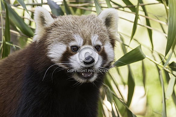 Red Panda Close Up Eating Bamboo