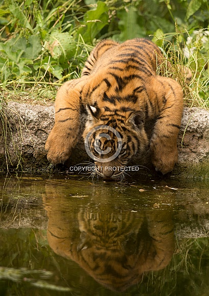 Drinking Sumatran Tiger Cub
