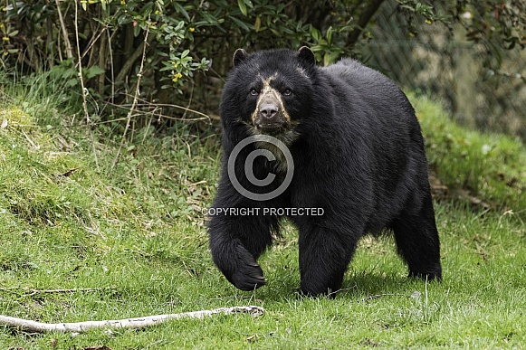 Andean Bear Full Body Shot Walking Through Grass
