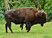 Plains Bison Bull