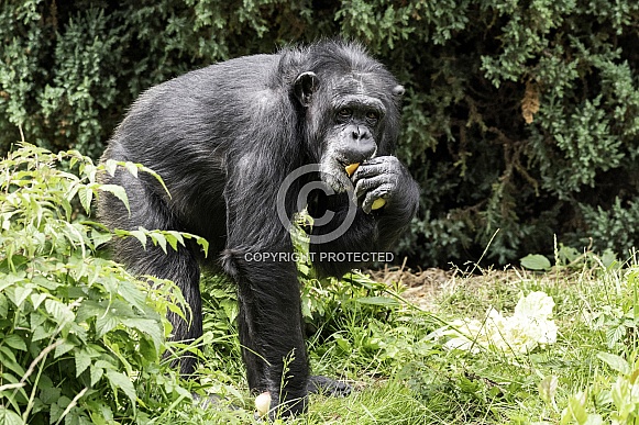 Chimpanzee Full Body Eating Amongst Foliage
