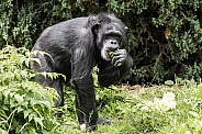Chimpanzee Full Body Eating Amongst Foliage