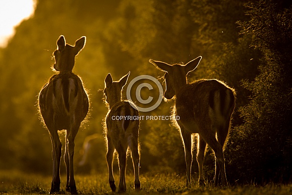 Deer in the evening sun