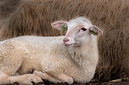 Lamb in the Netherlands