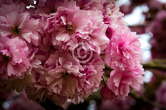 Pink Blossom