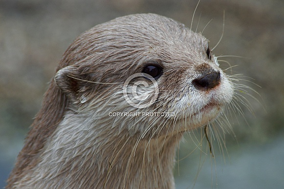 Short Clawed Otter