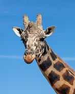 Head shot portrait of a giraffe