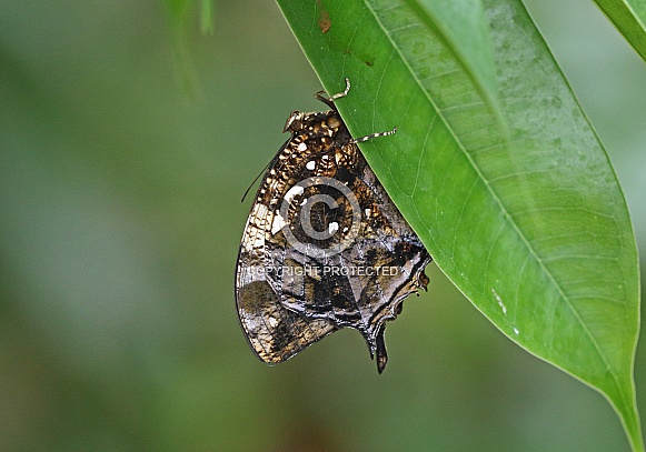 Silver studded Leafwing