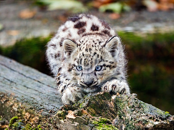 Cute snow leopard cub