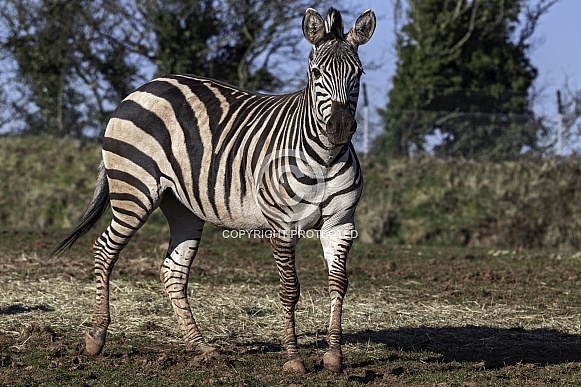 Grants Zebra Full Body