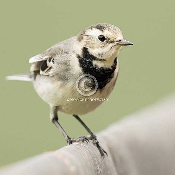 Pied Wagtail (winter plumage)