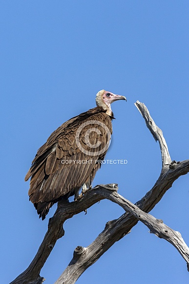 Lappetfaced Vulture - Savuti region of Botswana