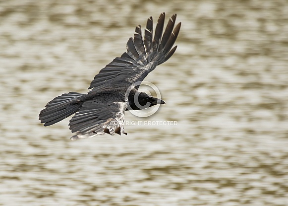 Carrion Crow in Flight