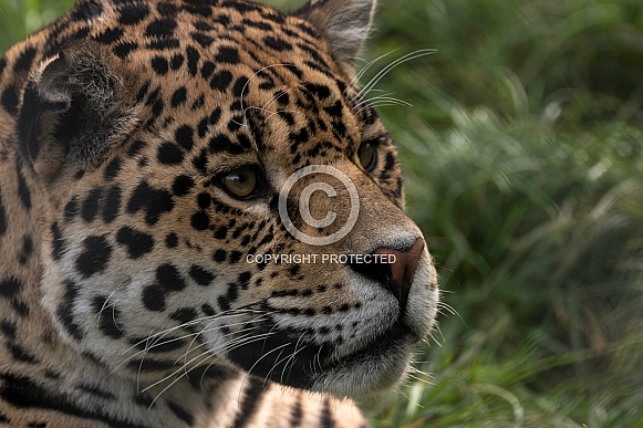 Jaguar Side of Face