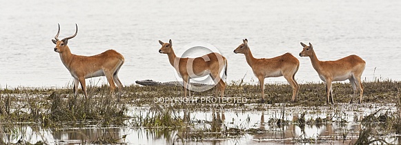 Red Lechwe antelopes - Botswana