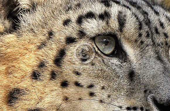 Eye of Snow Leopard
