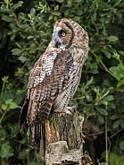 Hybrid Owl Species Looking Over Shoulder