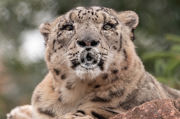 Snow Leopard Close Up Face Shot