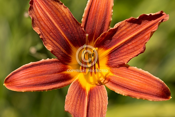 Day lily.
