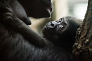 Western Lowland Gorilla Baby