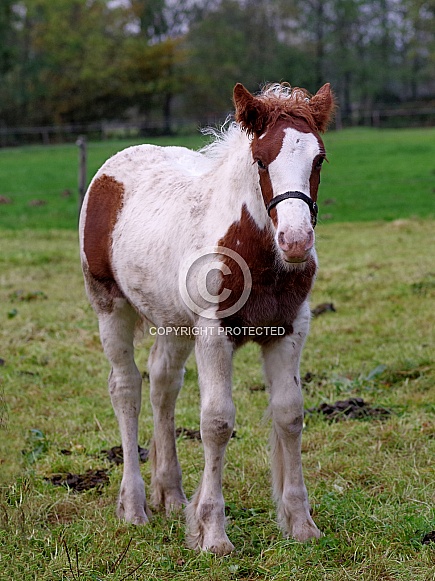 Tinker horse foal