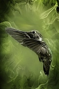 Hummingbird—Electric Anna