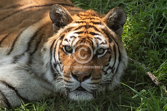 Bengal Tiger Close Up Face Shot
